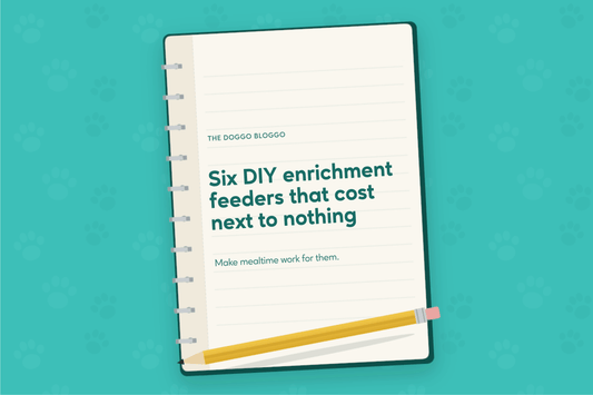 Six DIY Enrichment Feeders That Cost Next to Nothing