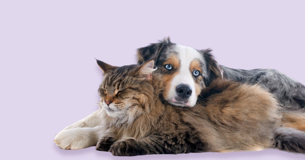 What's News, Pussycat? Gourmate Pet Treat Co.